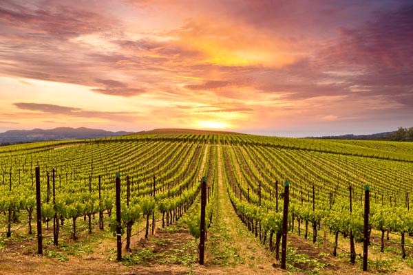 Napa Valley, California